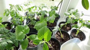 Огурцы на подоконнике. Мой опыт выращивания огорода на окне.