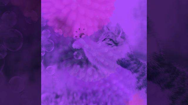 Мечты (Милые кошки) смотреть онлайн