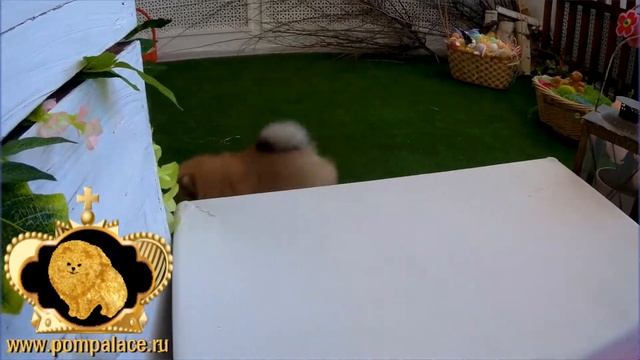 ПОМЕРАНСКИЙ ШПИЦ. КАК ВЫГЛЯДИТ ШПИЦ МИШКА В 2 МЕСЯЦА. ПОВЕДЕНИЕ ШПИЦА В 2 МЕСЯЦА.