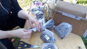 ✂️Распаковка посылки с пионами и лилиями из интернет-магазина"Садовый Мир" #пионы #лилии #садовыйми