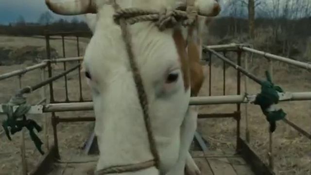 Путешествие с домашними животными смотреть онлайн