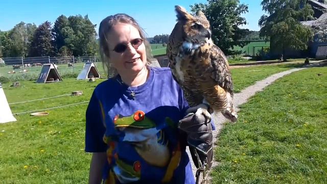 Walking with an owl /Visiting a falconer / Eulenwanderung - Falkner für einen Tag