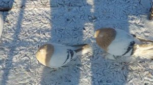 Голуби Турецкая Такла 04. 01. 2022г. г. Канск, Красноярский край.