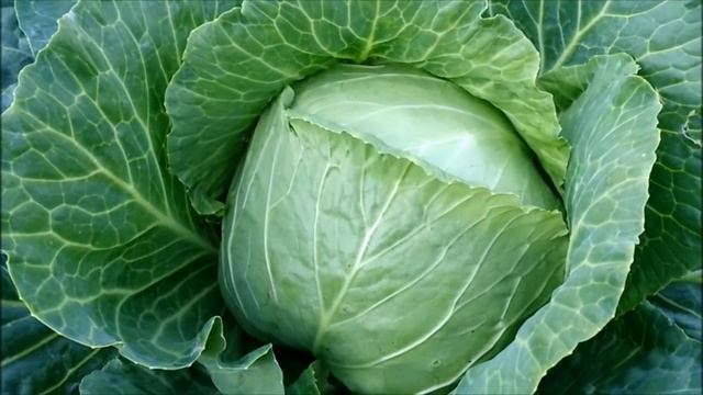 НАШАТЫРНЫЙ СПИРТ ОТ СЛИЗНЕЙ НА КАПУСТЕ смотреть онлайн