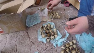 Инкубационное яйцо с доставкой через Avito