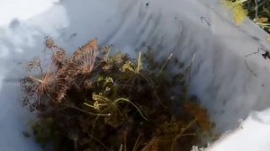 Семена укропа вызывают колоссальные изменения в организме! Польза укропа для организма