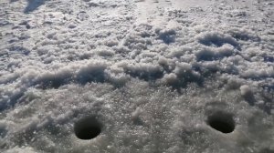 Навага пошла! Подледный лов наваги. Сахалинская рыбалка & Sakhalin fishing