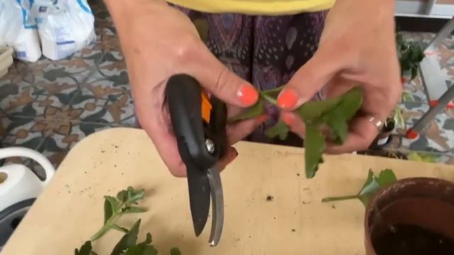 Как обрезать каланхоэ, чтобы цвел. Почему не цветет каланхоэ смотреть онлайн