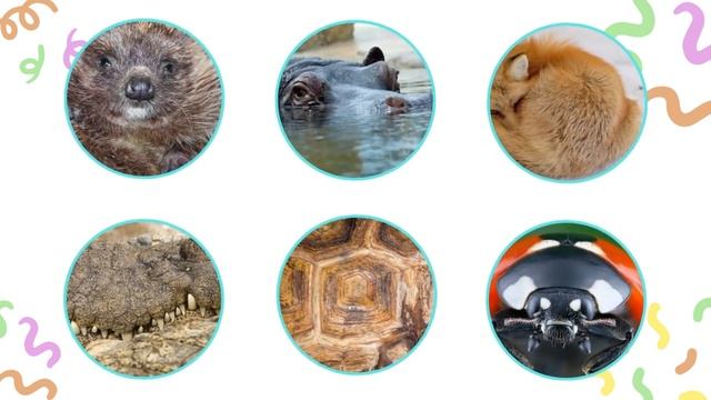 Игры для развития памяти и мышления малыша ! Угадай животных ! Развивающие мультики для детей смотреть онлайн