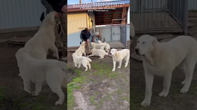 Щенки питомника ТИМЕРТАШ Среднеазиатская овчарка алабай доставку помогаю найти  +79048881825 viber