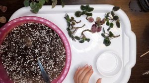 Омоложение фиалки Vanilla Trail?