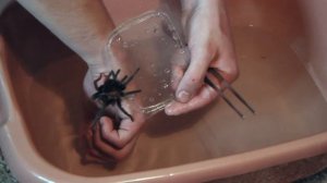 Паук - птицеед бегает и плавает по воде!!! ПЛАВАЮЩИЙ ОГРОМНЫЙ ПАУК - Swimming SPIDER