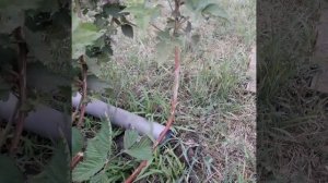 Лох тей один из лучших сортов ежевики для Урала.Как перезимовала.