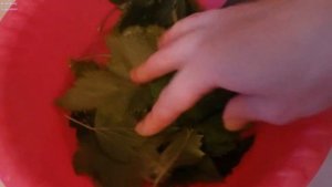 Чай из листьев смородины - натуральная и полезная задумка! Смородиновый чай