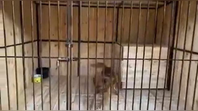 Мы получили замечательный вольер !!!!Мы благодарим за такой подарок приюту Olga Shamrytska