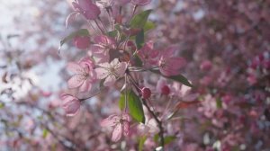 Музыка успокаивает нервы🌿 Музыка лечит сердце, расслабляет, музыка для души