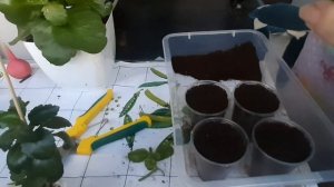 Пересадка цветущего каланхоэ из магазина и черенкование.