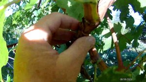 Кишмиши Хоуп и Джой