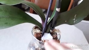 Как я пробуждаю корни у орхидей.