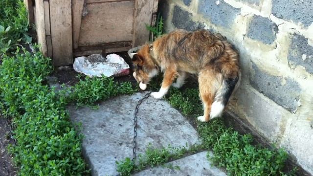 Собака ест сырое яйцо! смотреть онлайн