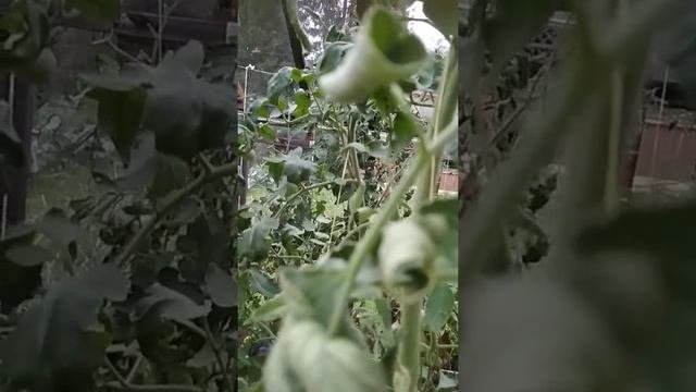 Томаты выращенные с микоризой.
