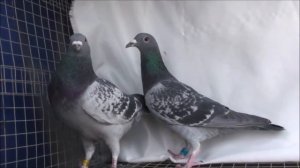 Originale vom Herrn Müller (Champion aus NRW) bloodline Aarden,Stichelbaut,Koopman www.Kulbacki.de