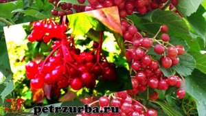 Растет калина