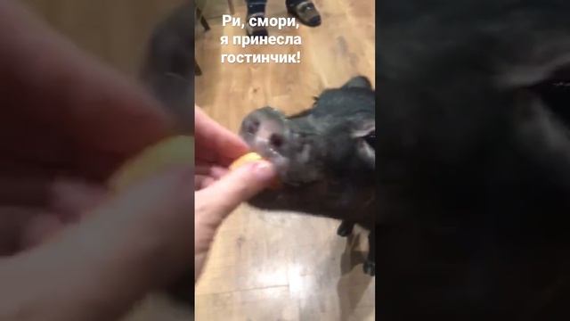Минипиг Ри и мандарин