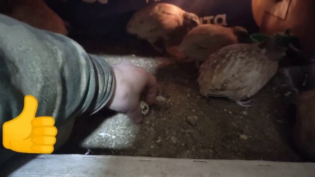 Яйценоскость перепелов зимой. Содержание перепелов.  #папанадаче