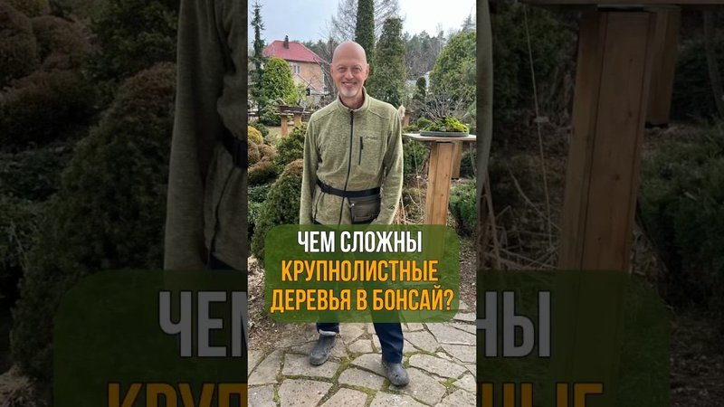 ЧЕМ СЛОЖНЫ крупнолистные деревья в бонсай??