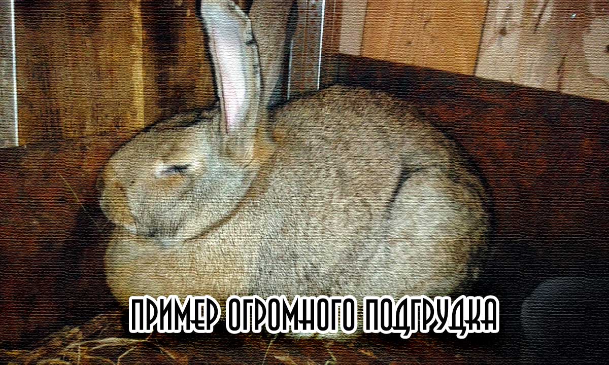 Двойной подбородок большой