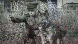 30 июля 1941г. бой собак с фашистами.