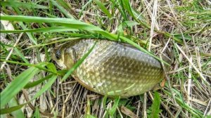 Рыбалка, цапли, природа на Чесноковском пруду(Кемерово)