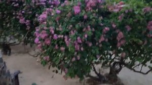 Поездка в Таиланд. 15 раз. Пляж Донгтан . Паттайя. Новая набережная.