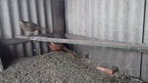 Содержание фазанов в домашних условиях