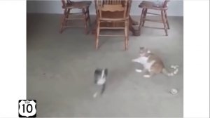 Топ 10 самых смешных котов