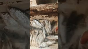 Как посолить воблу по Астрахански. Коплю на спиннинг,кто сможет поддержать, ссылка в описании.