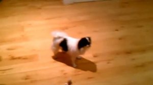 Japanese Chin going nuts