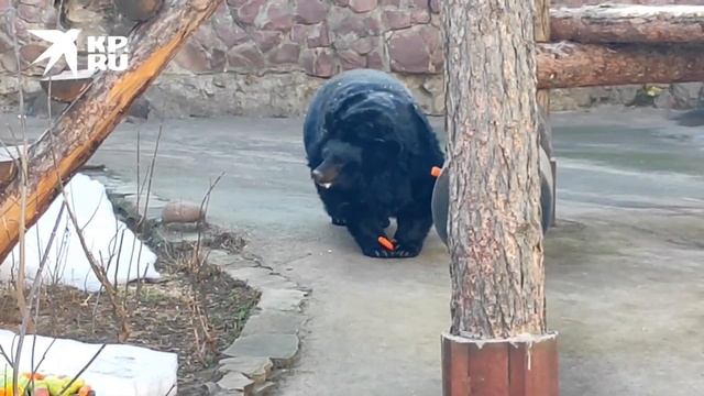 Весна пришла! В Московском зоопарке проснулись медведи | 2022 смотреть онлайн