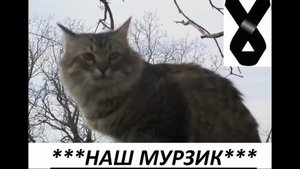 НАШ МУРЗИК, которого с нами больше нету