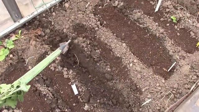 Защита грядок от медведки. смотреть онлайн