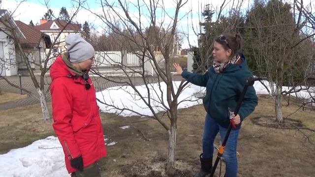 Обрезка сливы, как обрезать сливу, обрезка косточковых, обрезка сливы весной. смотреть онлайн