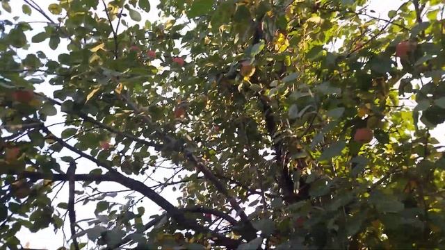 Наш дом. Урожай. Наливные яблоки. смотреть онлайн