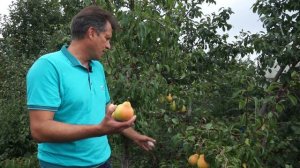 Стройное веретено груши /айва ВА-29  - результат обрезки