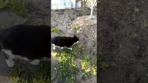 Кто так роет??(кот землеройка).