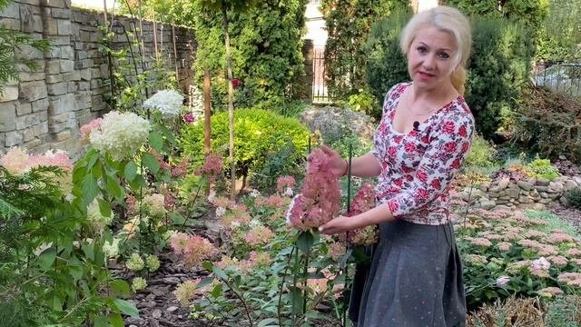 Два сорта гортензий о которых ничего нет в интернете