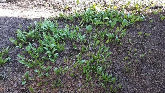 Черемша или медвежий лук, посадка и уход! смотреть онлайн