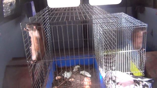 Ондатры. Выпуск весна 2017 смотреть онлайн