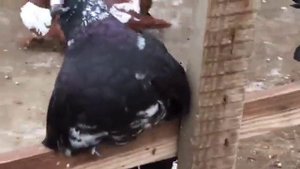 Статные голуби из Казахстана