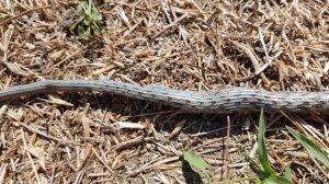 В Дагестане Нашел Не Обычную Змею Кто Знает Название Змеи